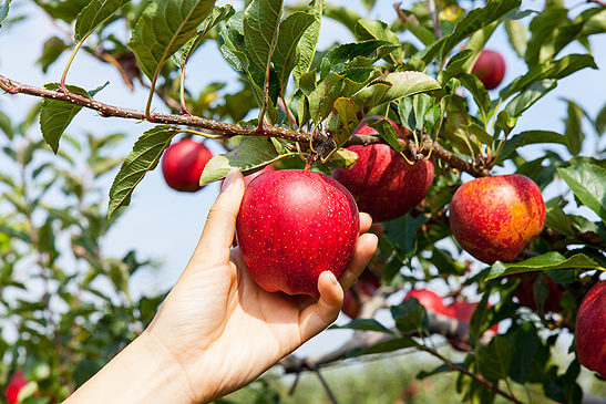 U-Pick Apples - Tanners Orchard