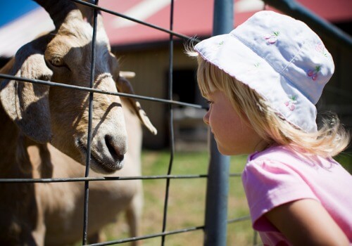 A young girl looking at a goat in a petting zoo and enjoying other Kids Activities near Bloomington IL