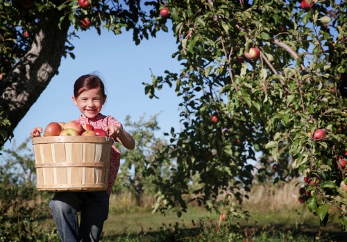 A young girl carrying a basket of apples from an Apple Picking Farm in Bloomington IL