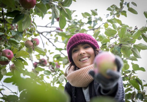 woman holding apple under an apple tree at an Apple Orchard near Ottawa IL