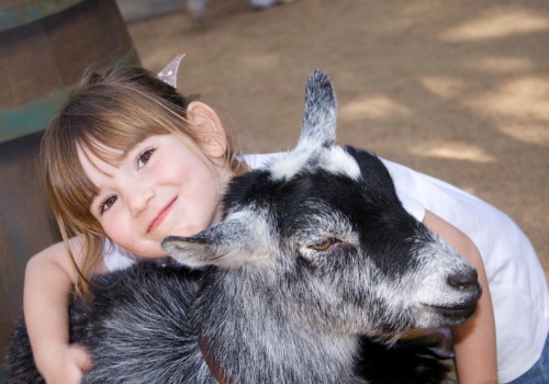 A girl hugs a goat at Tanners Orchard, which offers numerous Family Activities to Quad Cities IL families