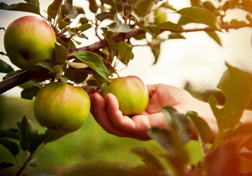 someone picking apples from an apple tree