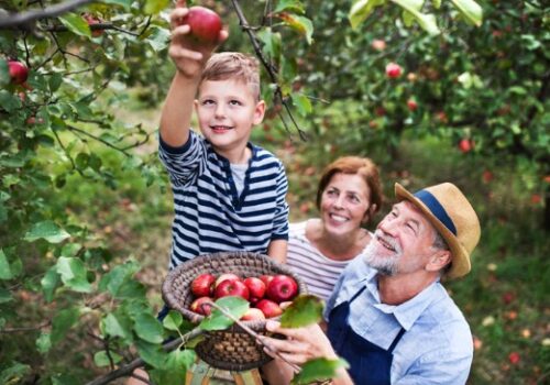 Family Enjoying Best Apple Picking in Peoria IL