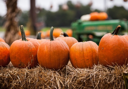 Pumpkins from Farm Market near East Peoria IL