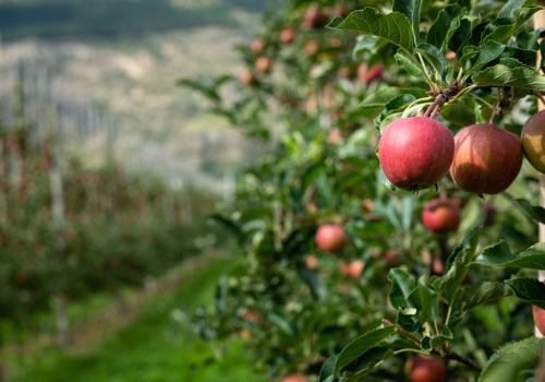 Close Up of Apples in Orchards near East Peoria IL