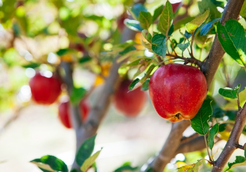 Apple Orchards Bettendorf IA