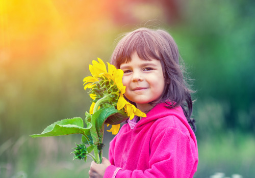 Girl Holding a Flower at a Sunflower Festival Near Moline IL