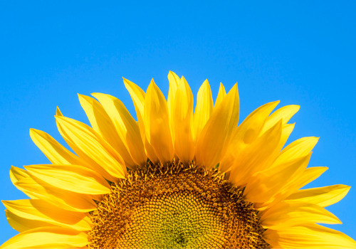 Sunflower from a Sunflower Festival Near Moline IL