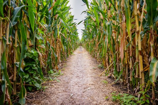 Shot of Corn Maze. Part of Tanner's Fall Activities for Rock Island IL