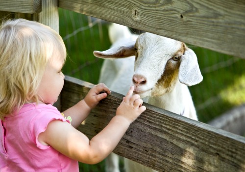 Girl Pets Goat as Part of Tanner's Fall Activities for Bettendorf IA