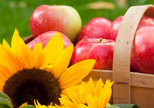 Basket of Apples from Our Fall Activities for Moline IL