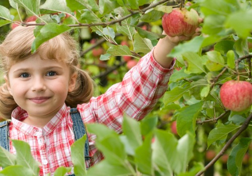 Girl Picking Apple from a Tree at an Apple Picking Farm near Rock Island IL