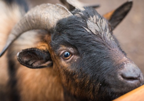 Goat from a Pumpkin Patch for Rock Island IL