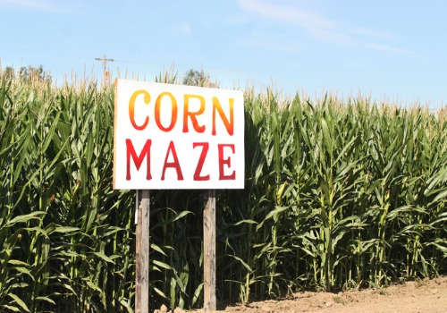 Corn Maze and Apple Picking Farm Decatur IL