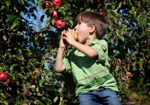 A child takes a bite of an apple from Tanners Orchard, which is at the top of Illinois Attractions