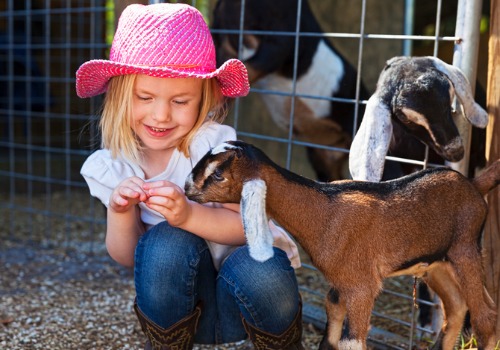 A child plays with a goat at Tanners Orchard, which is at the top of Illinois Attractions