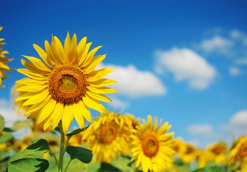 Sunflower are the main event during Tanners Orchard's Sunflower Festival