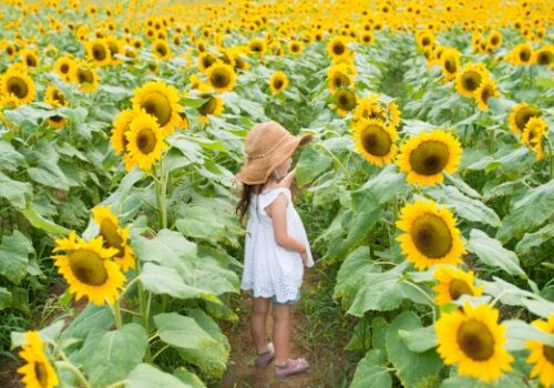 Sunflower Festival Dunlap IL