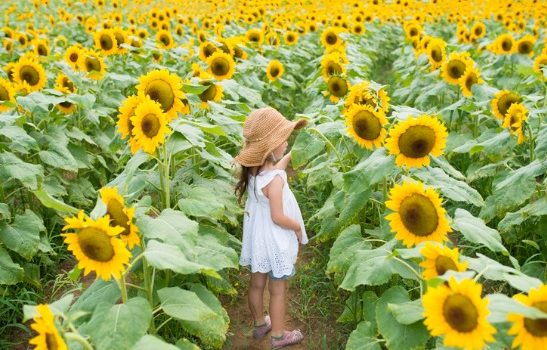 little-girl-playing-in-a-sunflower-field-picture-id950546458 - Tanners ...