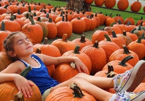 Apple Orchard Aurora IL 1 A child lies across a patch of pumpkins after visiting Tanners Orchard, an Apple Orchard for Aurora IL residents