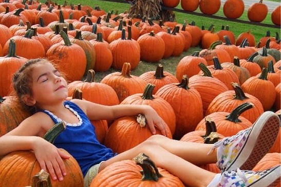 A child lies across a patch of pumpkins after visiting Tanners Orchard, an Apple Orchard for Aurora IL residents