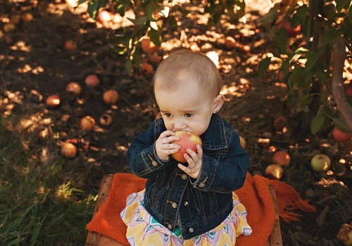 A toddler takes a bit out of an apple at Tanners Orchard, which also offers a Sunflower Festival near Kewanee IL