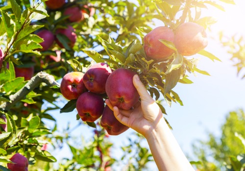 Man picking apples from an apple tree somewhere in Illinois