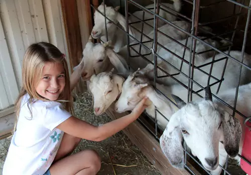 A girl smiles at the camera while petting goats at Tanners Orchard, which offers Birthday Parties Near Peoria IL