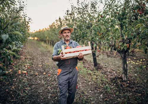 Farmer picking apples during harvest season