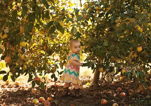 A toddler picks apples. If you're asking "What is the Best Month for Apple Picking" Tanners Orchard can help.