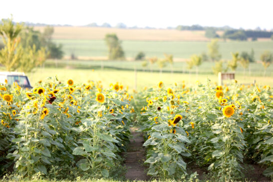 Sunflower field at Tanners Orchard