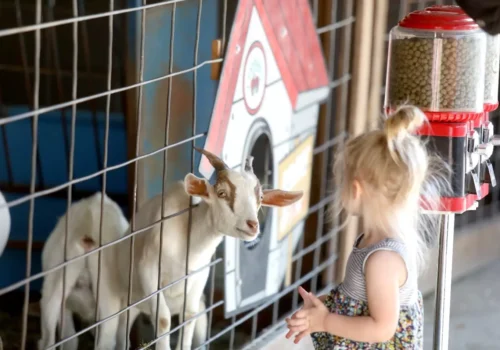 Family Day Trips Rock Island IL 1 A little girl petting goats and enjoying Family Day Trips outside Rock Island IL while at Tanners Orchard