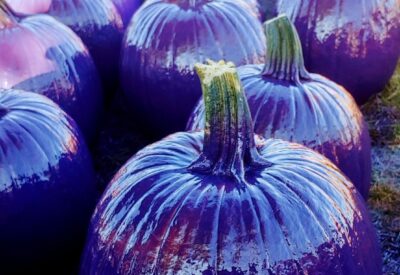 The Purple Pumpkin Project