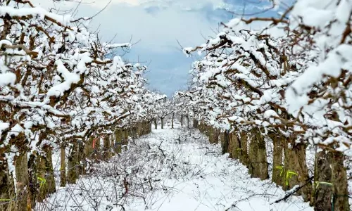 Apple Farming is an All-Year Event