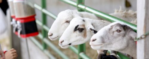 Hair Sheep 