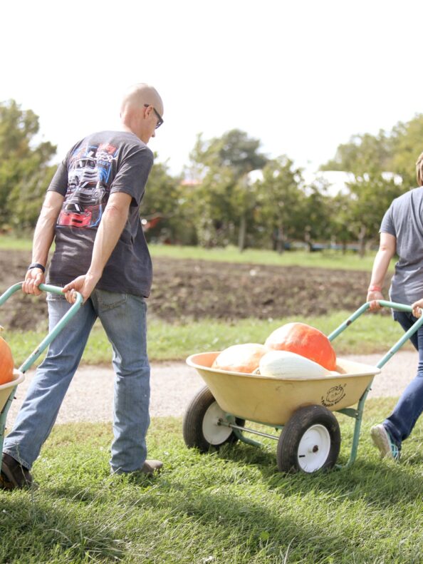 A group of people using wheelbarrows to carry their pumpkins back to their car.