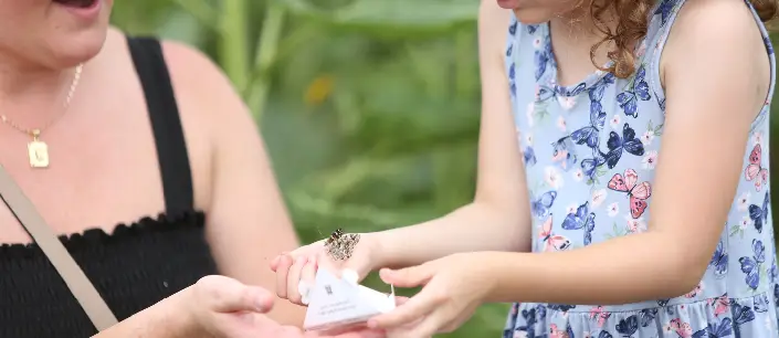 A little girl helping release butterflies during the Butterfly & Ladybug Release Breakfast at Tanners Orchard