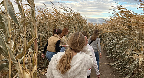 CORN MAZE