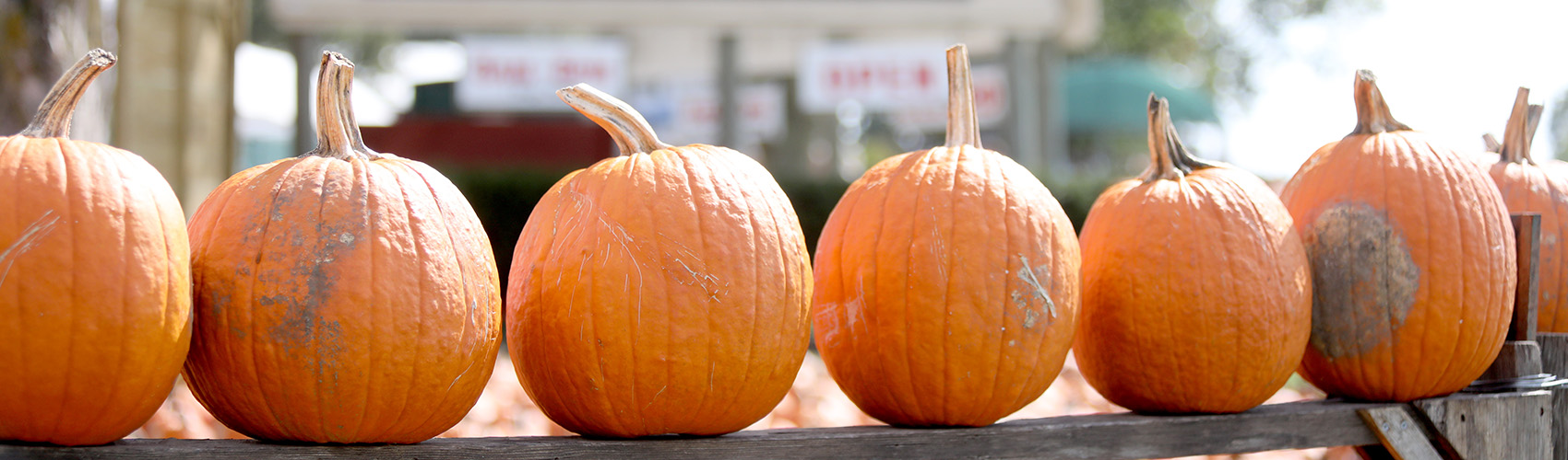 Pumpkin Patch
