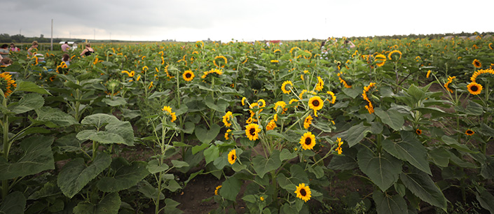 Sunflower Field