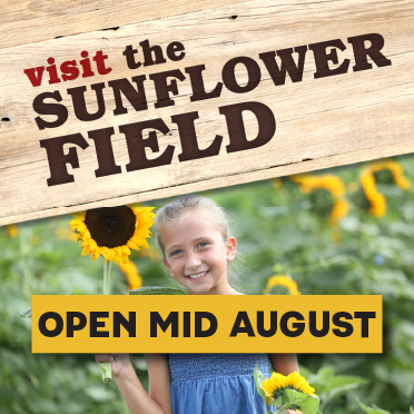 Tanners Orchard Sunflower Field